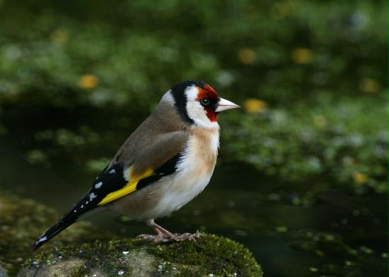 Goldfinch <i>Carduelis carduelis</i>