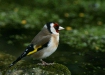 Goldfinch