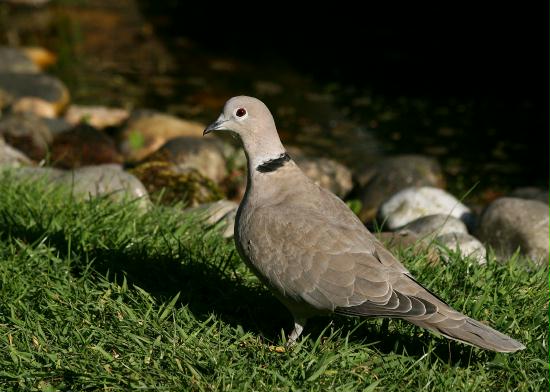 Collared Dove <i>Streptopelia decaocto</i>
