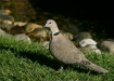 Collared Dove