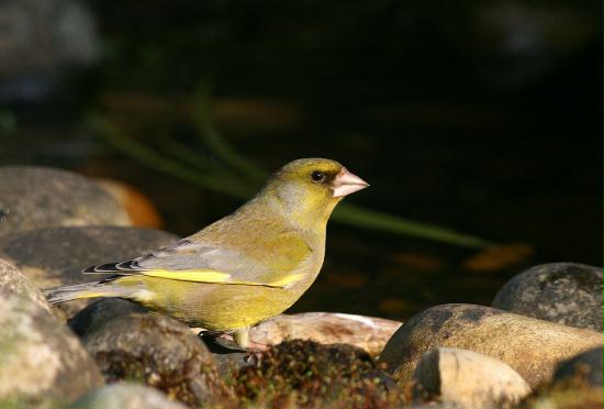 Greenfinch <i>Carduelis chloris</i>