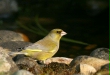 Greenfinch