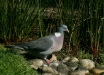 Woodpigeon