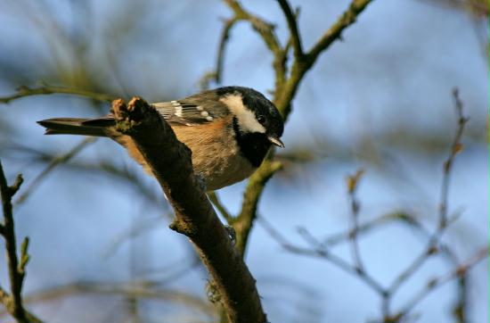 Coal Tit <i>Periparus ater</i>