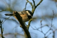 Coal Tit