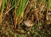 Wren