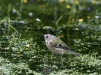 Goldcrest