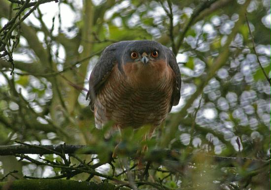 Sparrowhawk <i>Accipiter nisus</i>