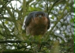 Sparrowhawk