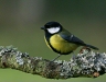 Great Tit
