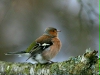 Chaffinch