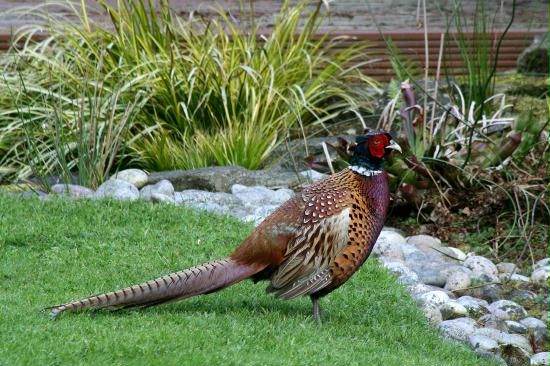 Pheasant <i>Phasianus colchicus</i>