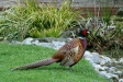 Pheasant