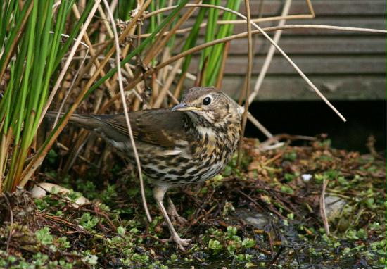 Song Thrush <i>Turdus philomelos</i>