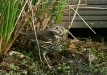 Song Thrush