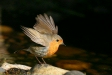 Robin
