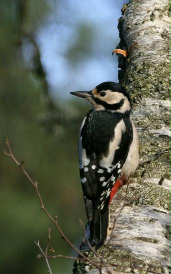Great Spotted Woodpecker <i>Dendrocopos major</i>