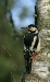 Great Spotted Woodpecker