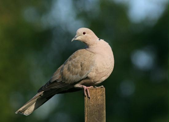Collared Dove <i>Streptopelia decaocto</i>