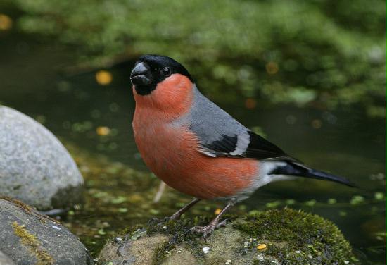 Bullfinch <i>Pyrrhula pyrrhula</i>