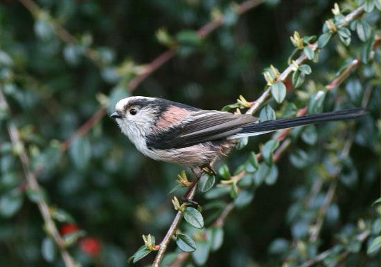 Long-tailed Tit <i>Aegithalos caudatus</i>
