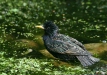Starling