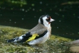 Goldfinch