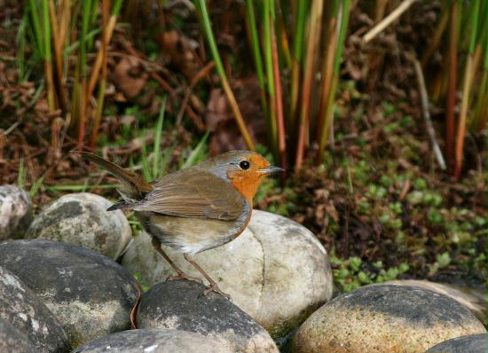 Robin <i>Erithacus rubecula</i>