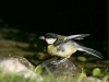 Great Tit