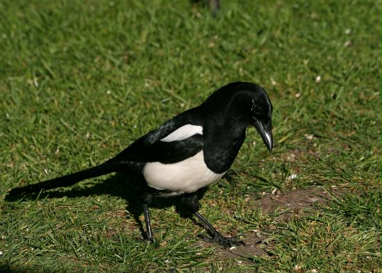 Magpie <i>Pica pica</i>