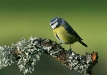 Blue Tit