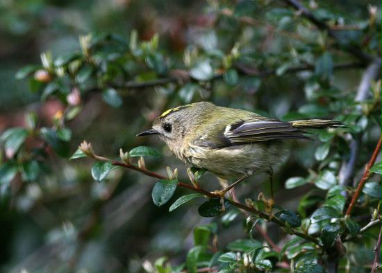 Goldcrest <i>Regulus regulus</i>