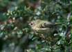 Goldcrest