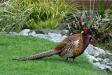 Pheasant