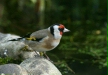 Goldfinch