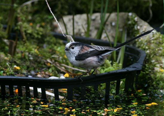 Long-tailed Tit <i>Aegithalos</i>