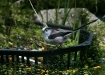 Long-tailed Tit