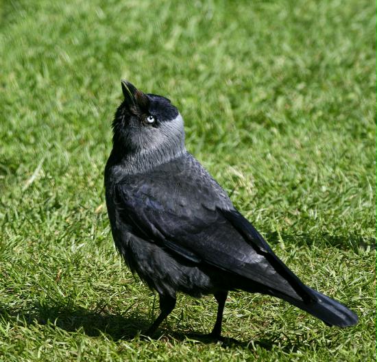Jackdaw <i>Corvus monedula</i>