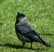 Jackdaw