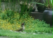 Green Woodpecker