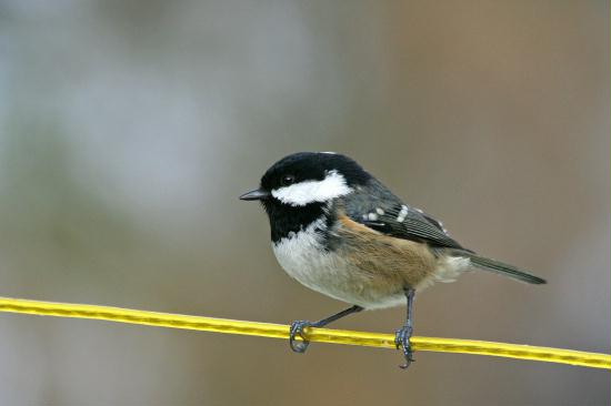 Coal Tit <i>Periparus ater</i>
