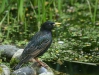 Starling