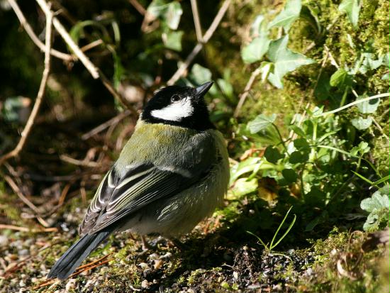 Great Tit <i>Parus major</i>