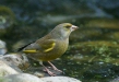 Greenfinch