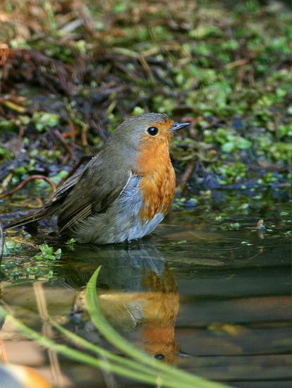 Robin <i>Erithacus rubecula</i>