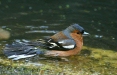 Chaffinch