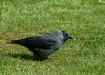 Jackdaw