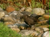 Blackbird