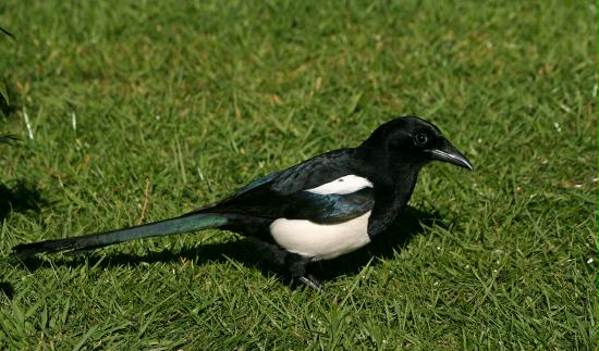 Magpie <i>Pica pica</i>
