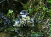 Blue Tit